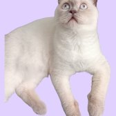 14 Aylık Dişi British Shorthair