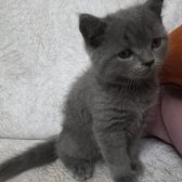 British Shorthair Kedilerimiz