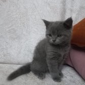 British Shorthair Kedilerimiz