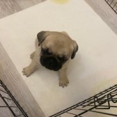 55 Günlük Dişi Sıfır Burun Gül Kuyruk Pug