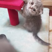 Güzel Scottish Fold Yavrularımız Uygun Fiyat