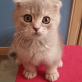 Güzel Scottish Fold Yavrularımız Uygun Fiyat