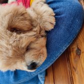 Chow Chow Yavursu Chow Chow Yavursu