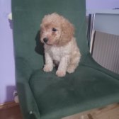 Toy Poodle Orjinal Yavrular