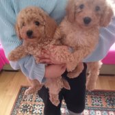 Toy Poodle Orjinal Yavrular