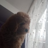 Toy Poodle Orjinal Yavrular