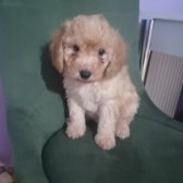 Toy Poodle Orjinal Yavrular