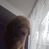 Toy Poodle Orjinal Yavrular