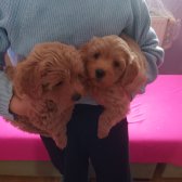 Toy Poodle Orjinal Yavrular