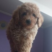 Toy Poodle Orjinal Yavrular