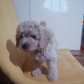 Toy Poodle Orjinal Yavrular