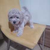 Toy Poodle Orjinal Yavrular