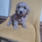 Toy Poodle Orjinal Yavrular