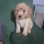 Toy Poodle Orjinal Yavrular