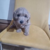 Toy Poodle Orjinal Yavrular