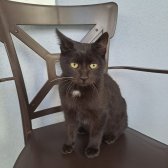 6 Aylık Erkek Yavru Kedi