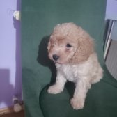 Toy Poodle Erkek Yavru 3