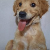 Son Kalan Golden Yavrular