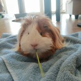 1.5 Yaşında Sevimli Guinea Pig