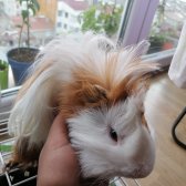 1.5 Yaşında Sevimli Guinea Pig