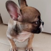 French Bulldog 75Günlük