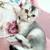 6 Aylık Erkek Scottish Fold