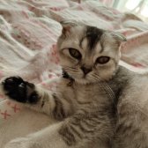 6 Aylık Erkek Scottish Fold