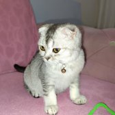 6 Aylık Erkek Scottish Fold