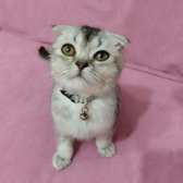 6 Aylık Erkek Scottish Fold