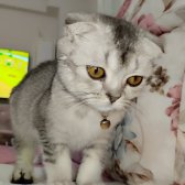 6 Aylık Erkek Scottish Fold