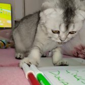 6 Aylık Erkek Scottish Fold