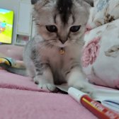 6 Aylık Erkek Scottish Fold