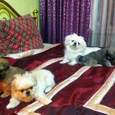 Eskisehir Çin Pekines Yavrulari