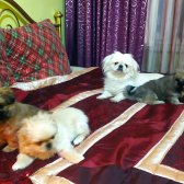 Eskisehir Çin Pekines Yavrulari