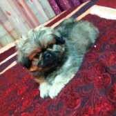 Eskisehir Çin Pekines Yavrulari