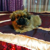 Eskisehir Çin Pekines Yavrulari