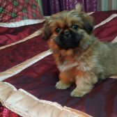 Eskisehir Çin Pekines Yavrulari