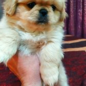 Eskisehir Çin Pekines Yavrulari