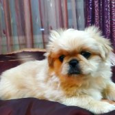 Eskisehir Çin Pekines Yavrulari