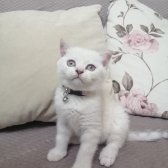 Yavrumuzun Yeni Yuvasını Arıyoruz