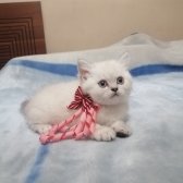 Kızımızın Ömürlük Yuvasını Arıyoruz