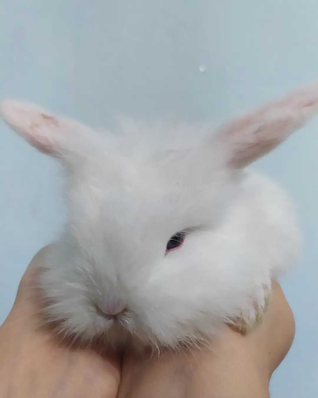 Hollanda Lop Bebek Tavşan