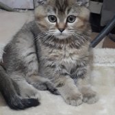 Aslan Kara Şövalye