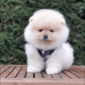 Satılık Pomeranian Boo Teddy Bear Yavrular 0543 223 4403
