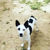 Jack Russel Jack Russel