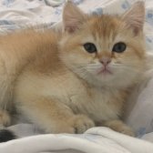 British Shorthair Golden Ny11 (Erkek) 2.5 Aylık