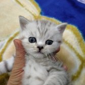 Scottish Fold Silver 2 Aylık