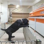 Cane Corso Yavrular Sahiplendirilecektir