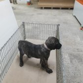 Cane Corso Yavrular  Sahiplendirilecektir