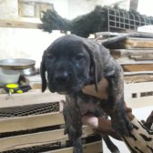 Cane Corso Yavrular Sahiplendirilecektir